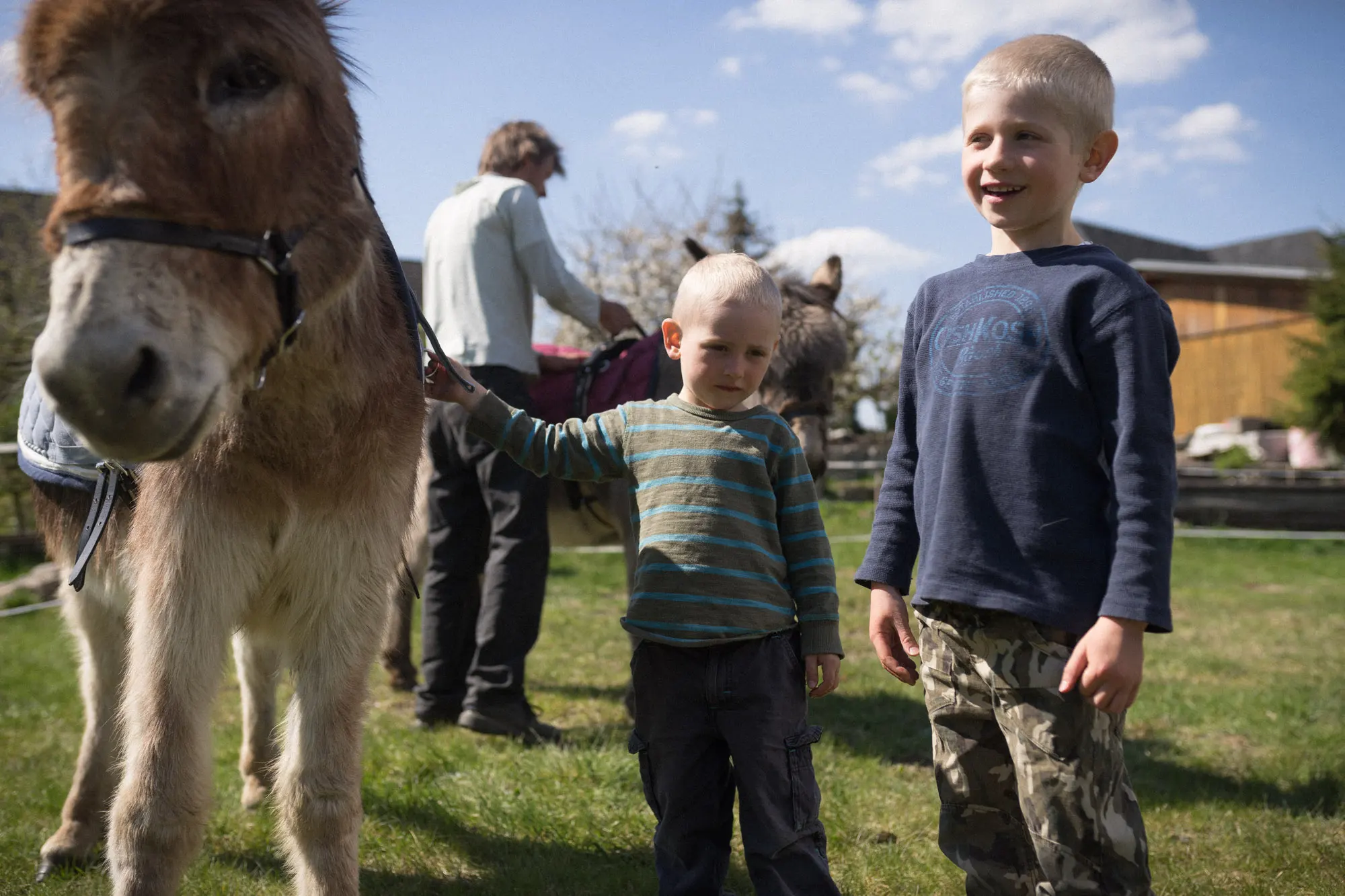 Osedlávání oslíku před výletem
